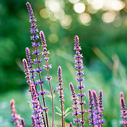 Salvia Hotlips is met zijn tweekleurige bloem een van de meest kenmerkende salvia's, maar hij kan ooktijdelijk alleen witte, of helemaal rode bloemen vormen.